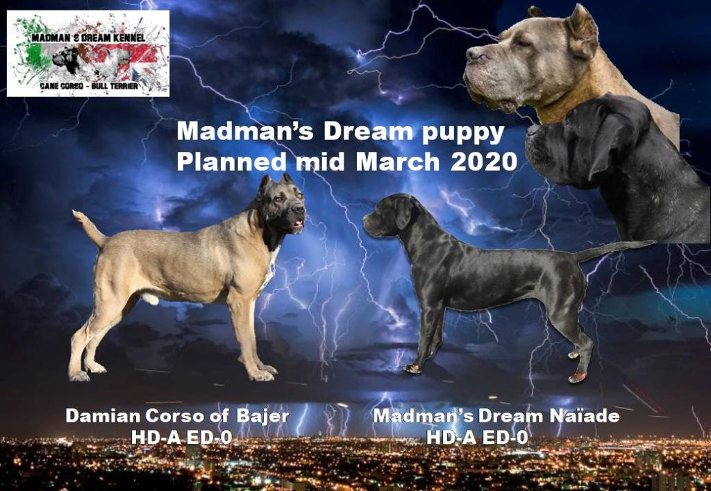 Madman's Dream - naissance chiots mi mars 2020