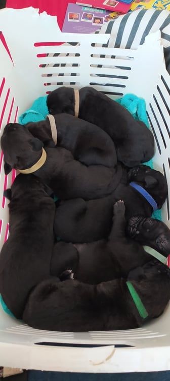 Madman's Dream - Chiots disponible