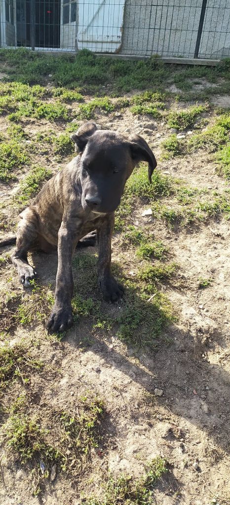 Madman's Dream - Chiots disponibles - Cane Corso