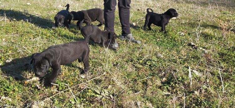 Madman's Dream - Cane Corso - Portée née le 15/12/2021
