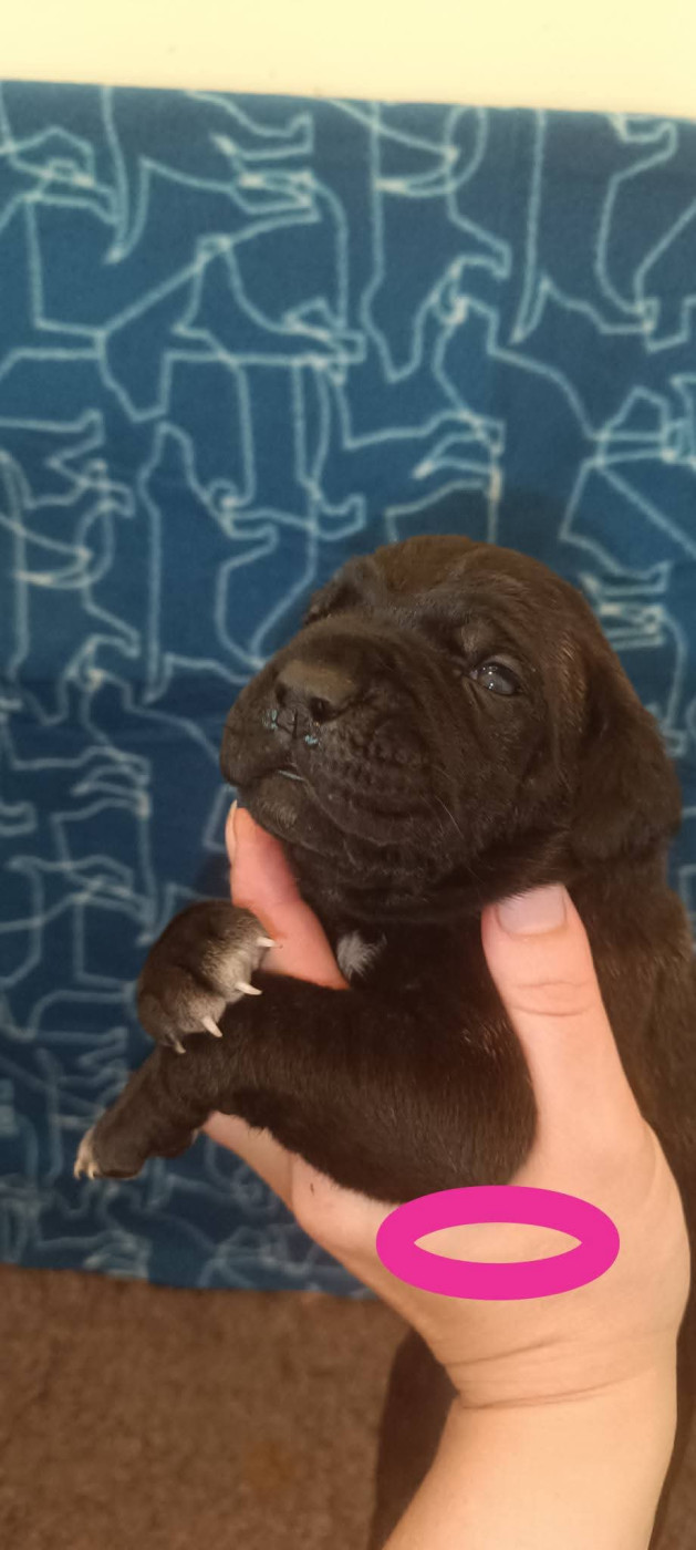 Madman's Dream - Chiots disponibles - Cane Corso