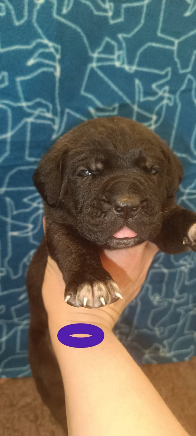 Madman's Dream - Chiots disponibles - Cane Corso