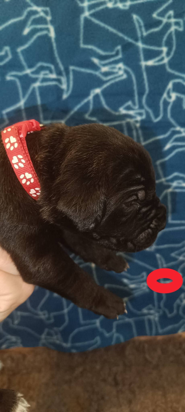 Madman's Dream - Chiots disponibles - Cane Corso