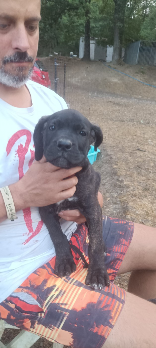 Madman's Dream - Chiots disponibles - Cane Corso