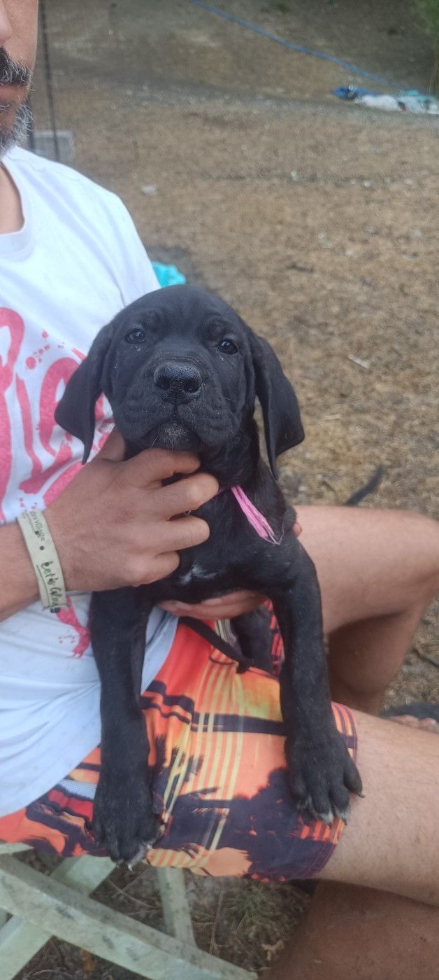Madman's Dream - Chiots disponibles - Cane Corso