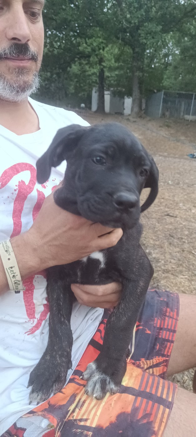 Madman's Dream - Chiots disponibles - Cane Corso