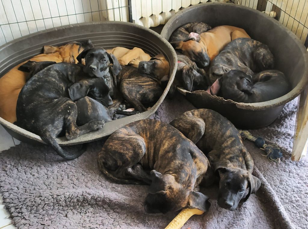 Chiot Cane Corso Madman's Dream