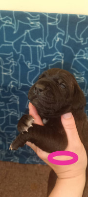 Chiot N°6