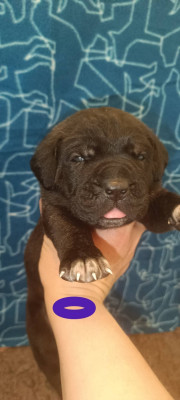 Chiot N°7