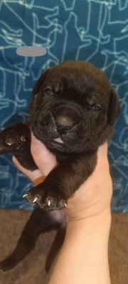 Chiot N°8