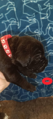 Chiot N°9